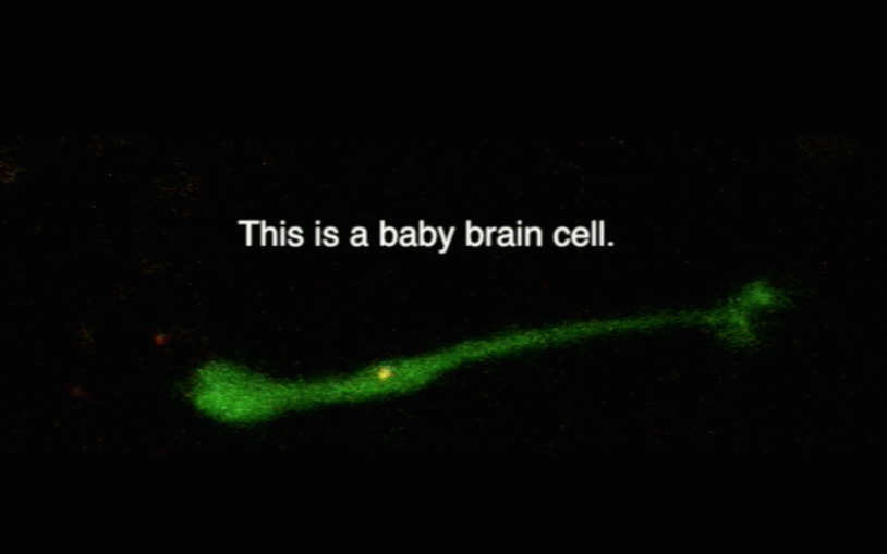 Watch a baby neuron crawl its way along a brain