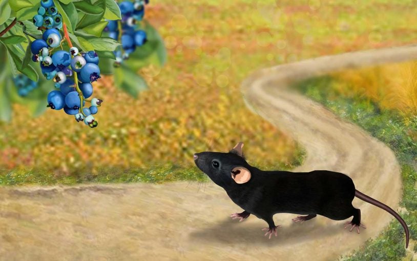 Mouse foraging Elena Nikanorovna