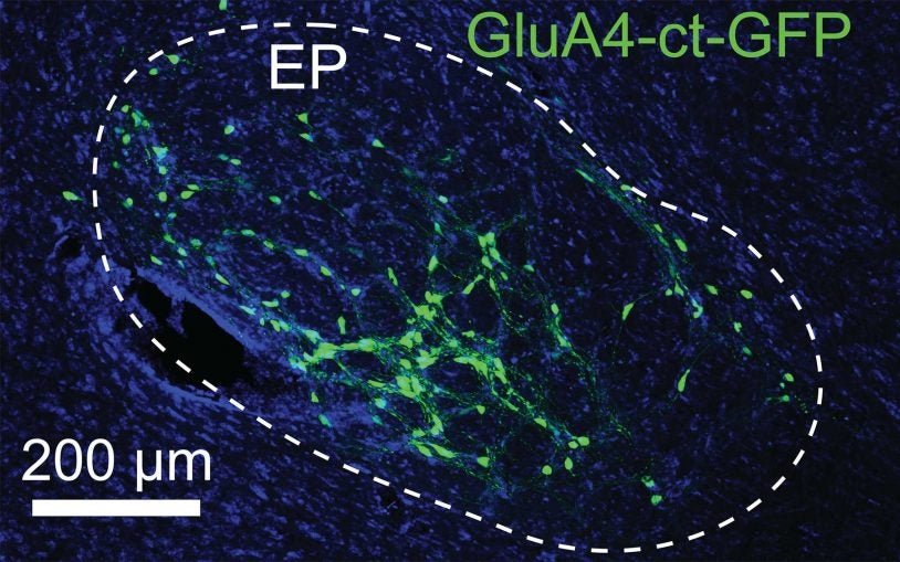 Was it better or worse than you expected? Your basal ganglia know – so you can act accordingly