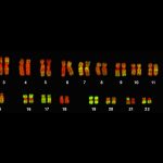chromosomes