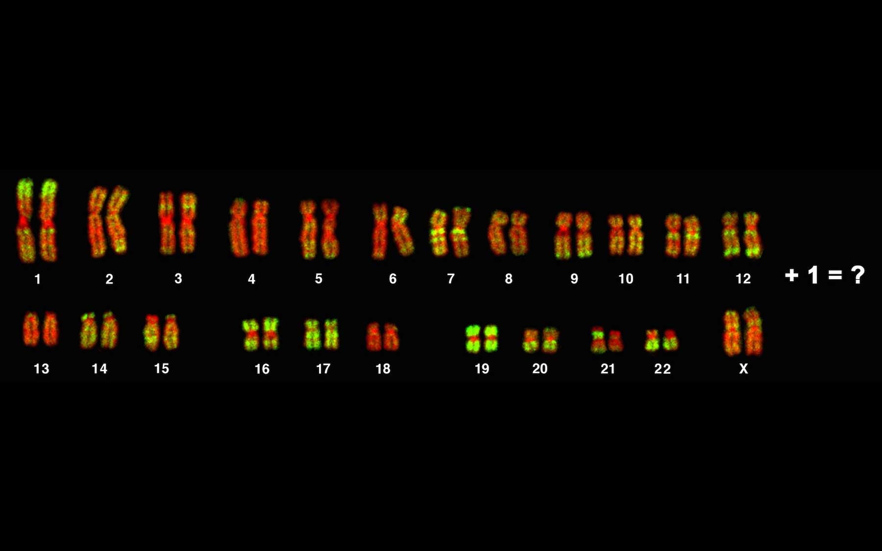 chromosomes