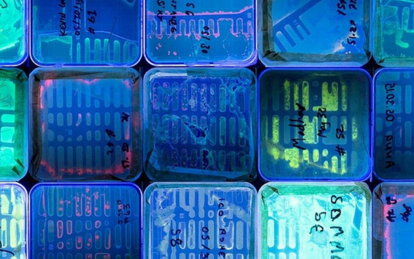 Saturday DNA! Agar Art