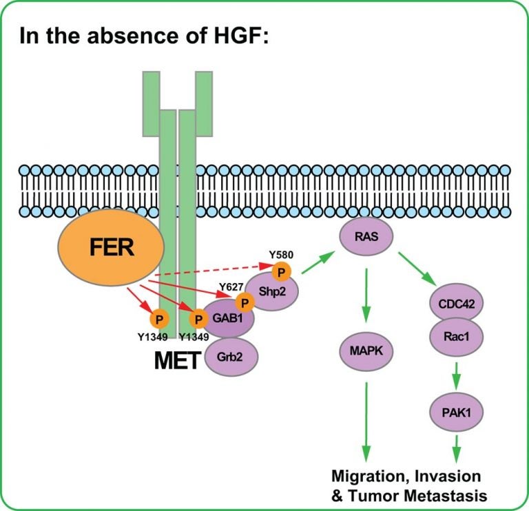 FER binding