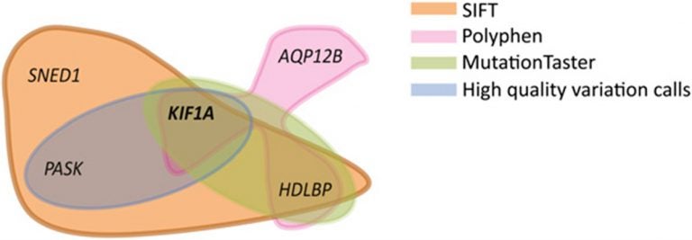 KIF1A gene