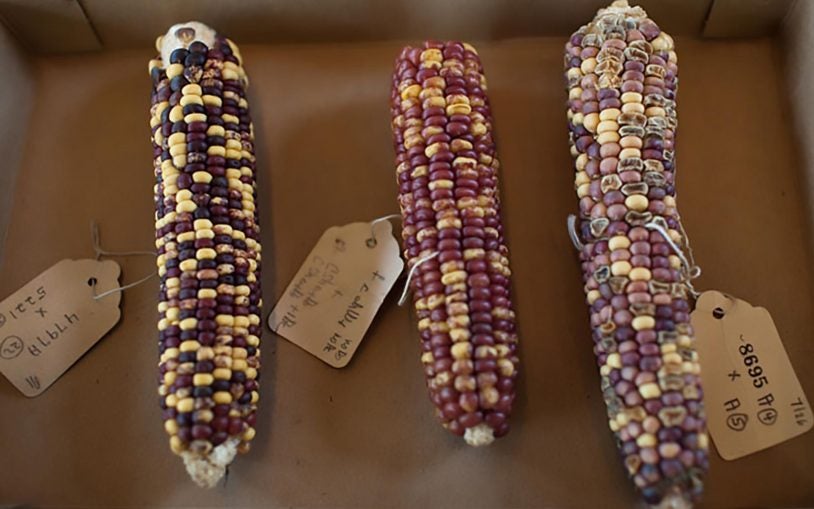 McClintocks transposon corn