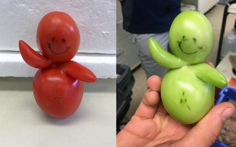 Tomato baby and its family