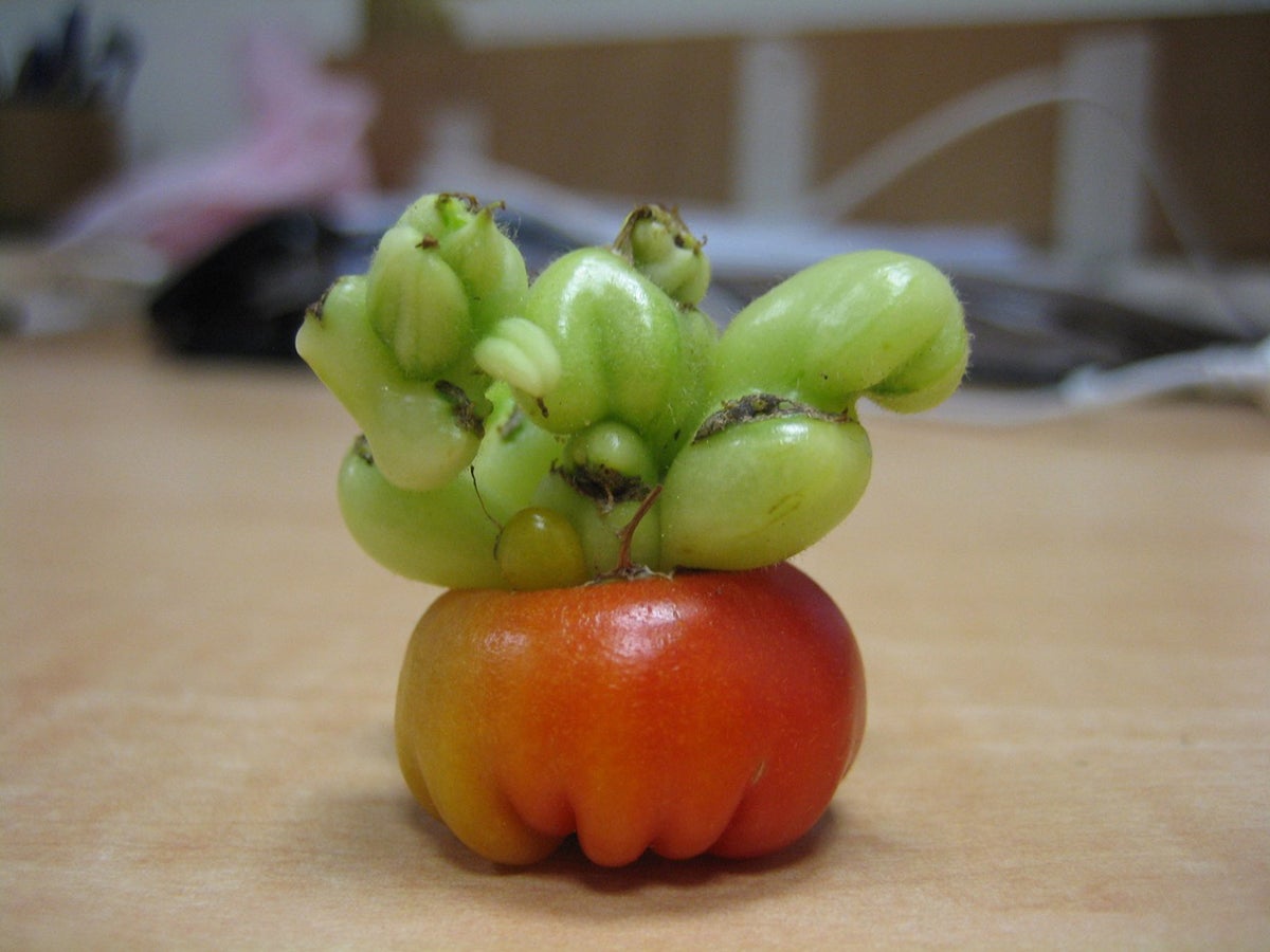 Weird tomato