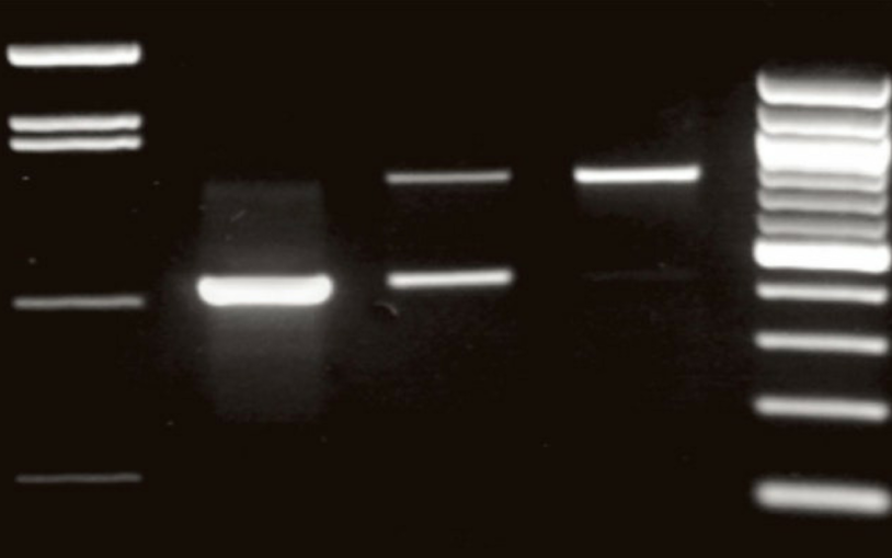 Saturday DNA! Who Dunnit?