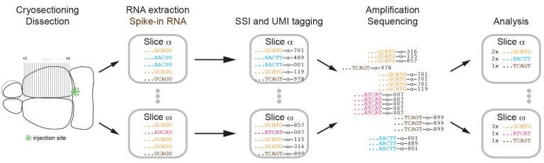 RNA barcodes