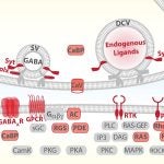 cell communication