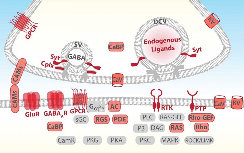 cell communication