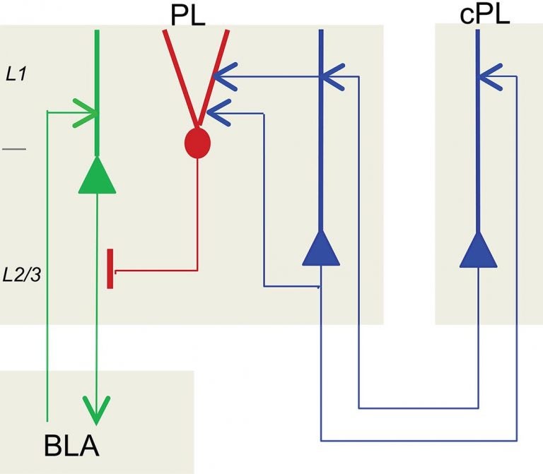 chandelier cell circuit diagram