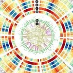 maize genome