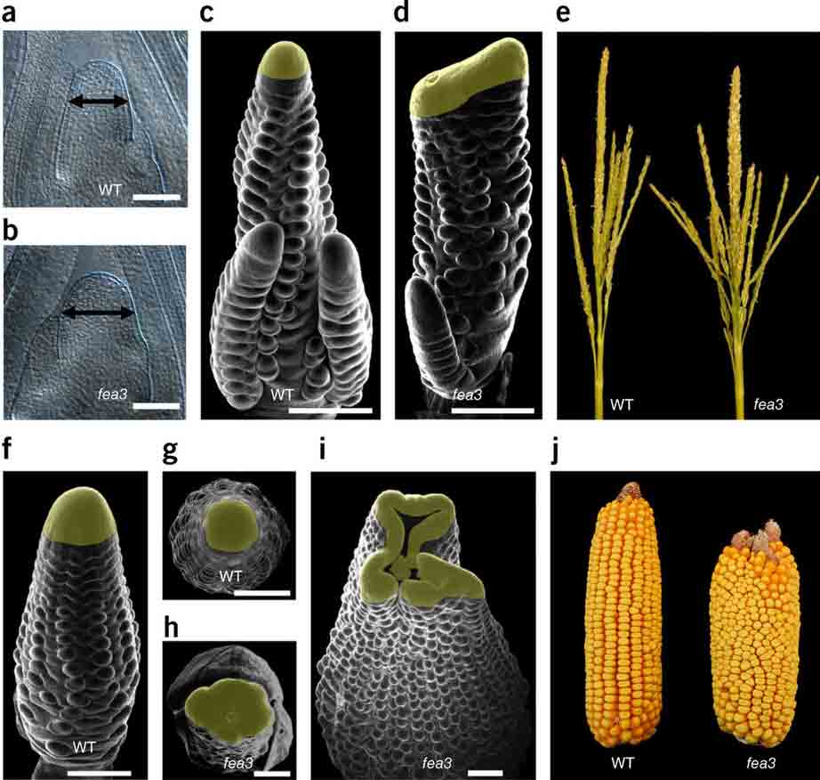 maize ears FEA3 mutations
