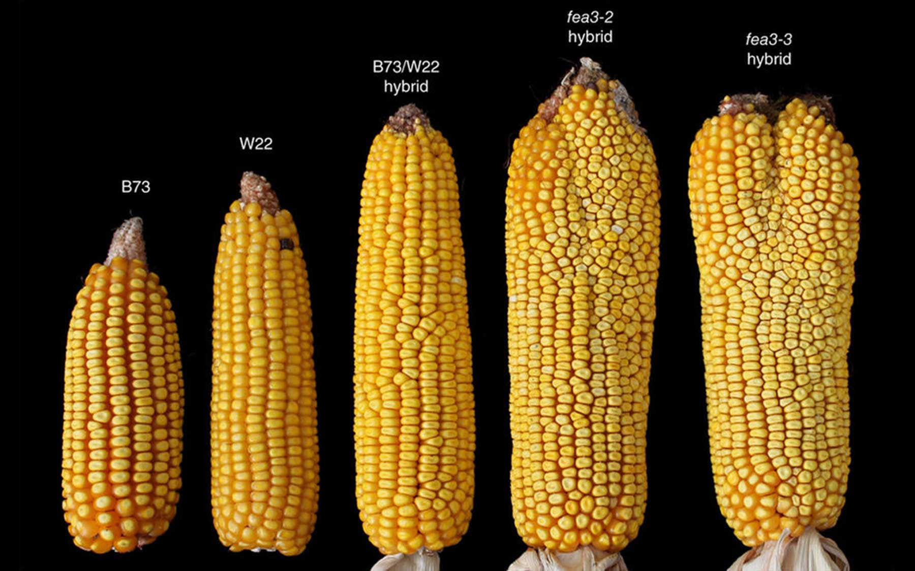 maize varieties