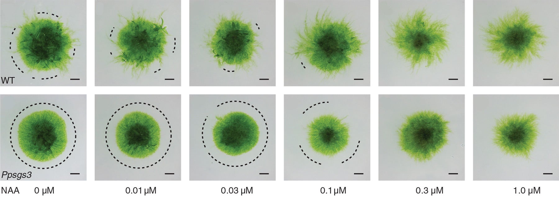 physcomitrella patens
