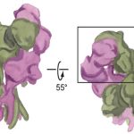 NMDA receptor