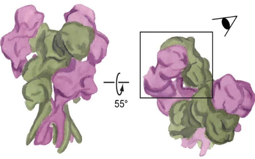 New art supplies for visualizing tiny machines in the brain