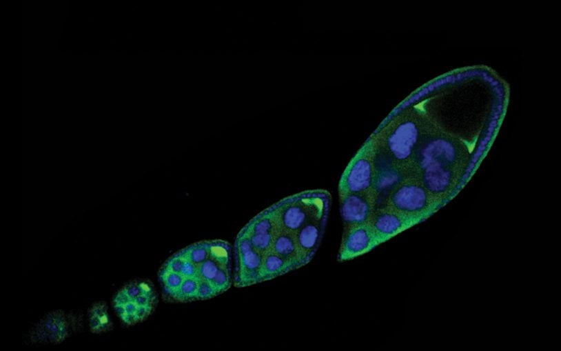 One experiment: When genome defense against transposons fails