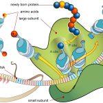 Ribosome mRNA translation