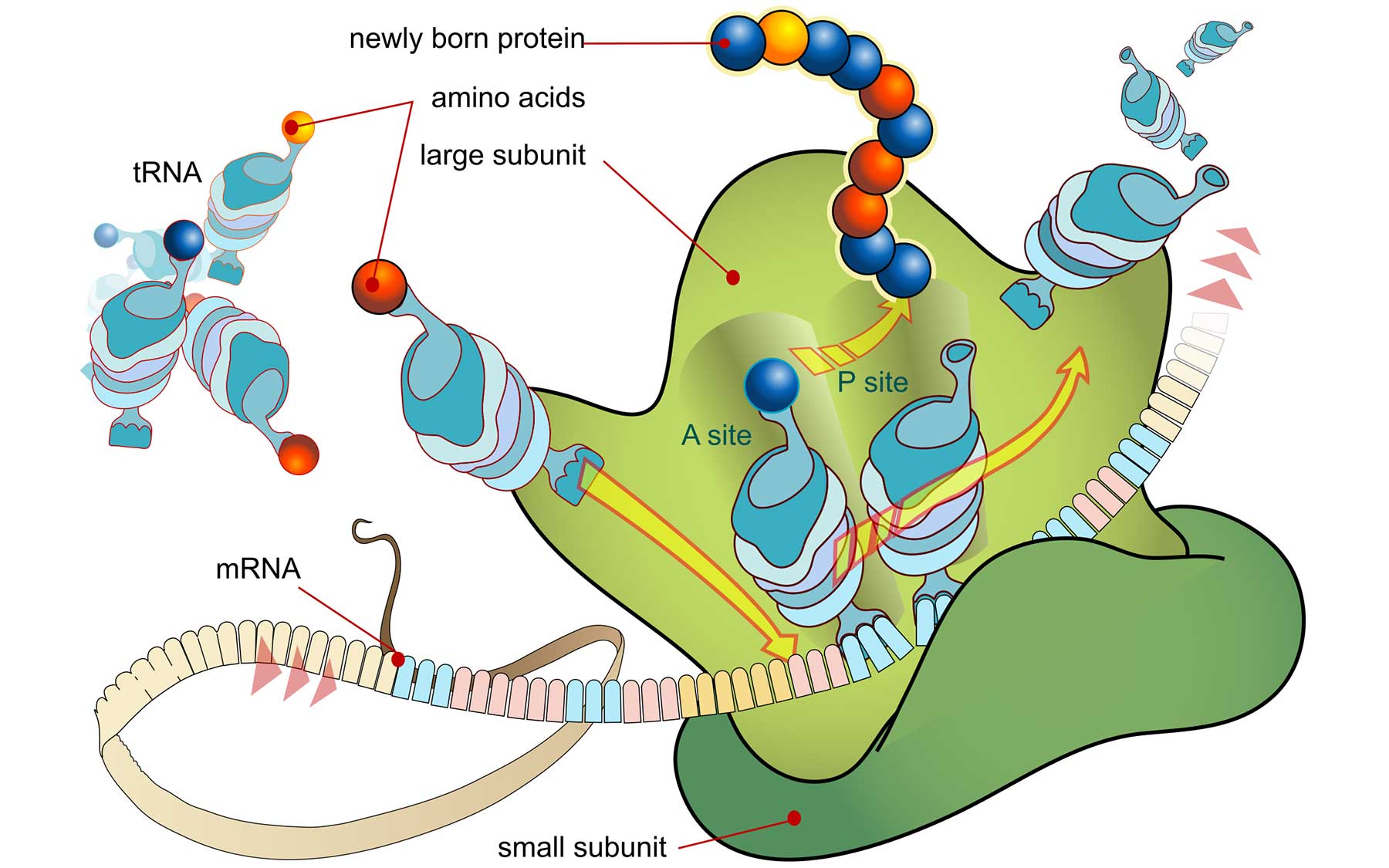 Ribosome mRNA translation