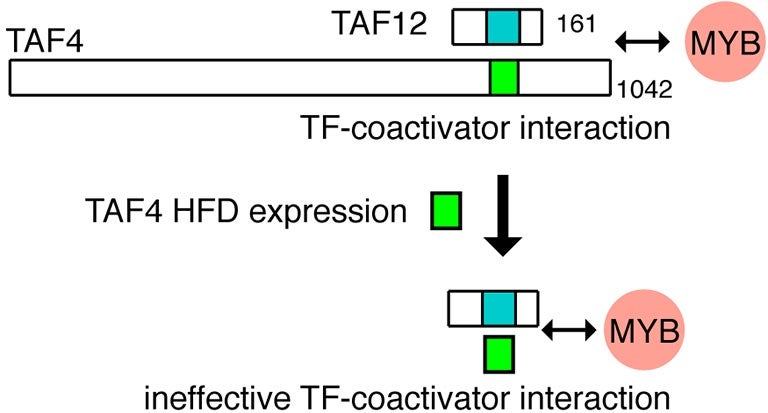 TF coactivator interaction
