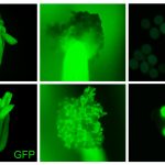 Arabidopsis plants