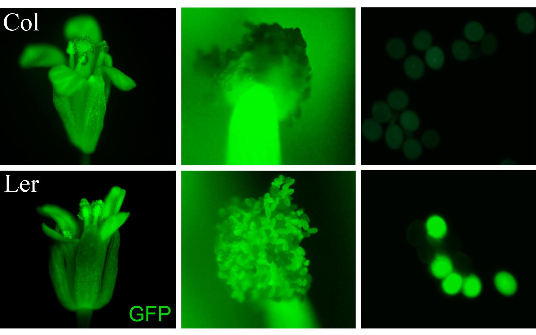 Counting chromosomes: scientists solve a century-old about reproduction | Cold Spring Harbor Laboratory