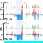 human-primate genome