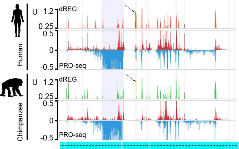 Evolving sets of gene regulators explain some of our differences from other primates