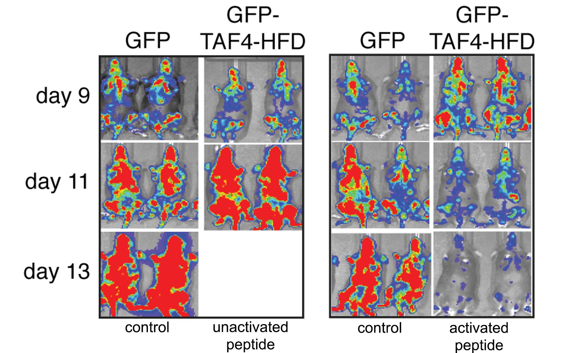 mouse model peptides