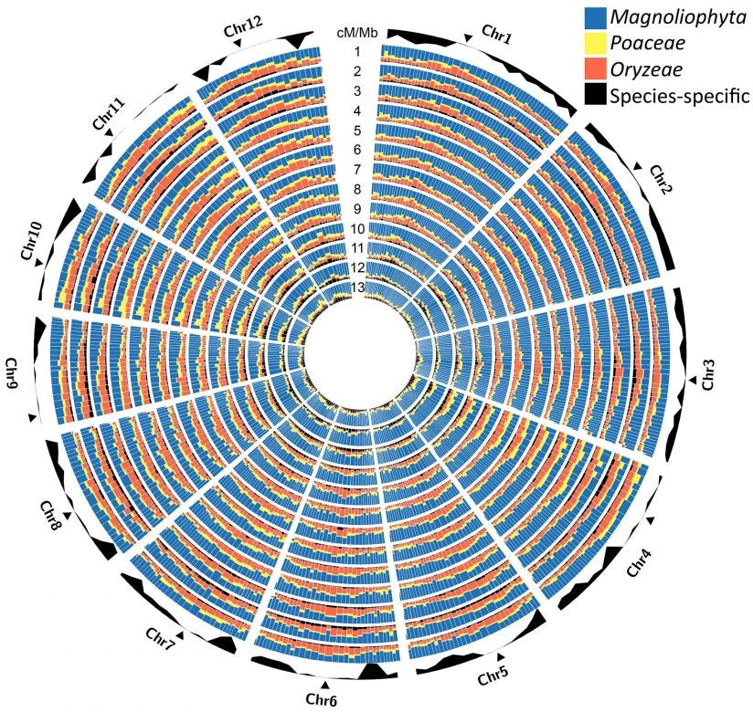 genomes of 13 rice varieties