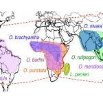 geographic distribution of 13 rice varieties