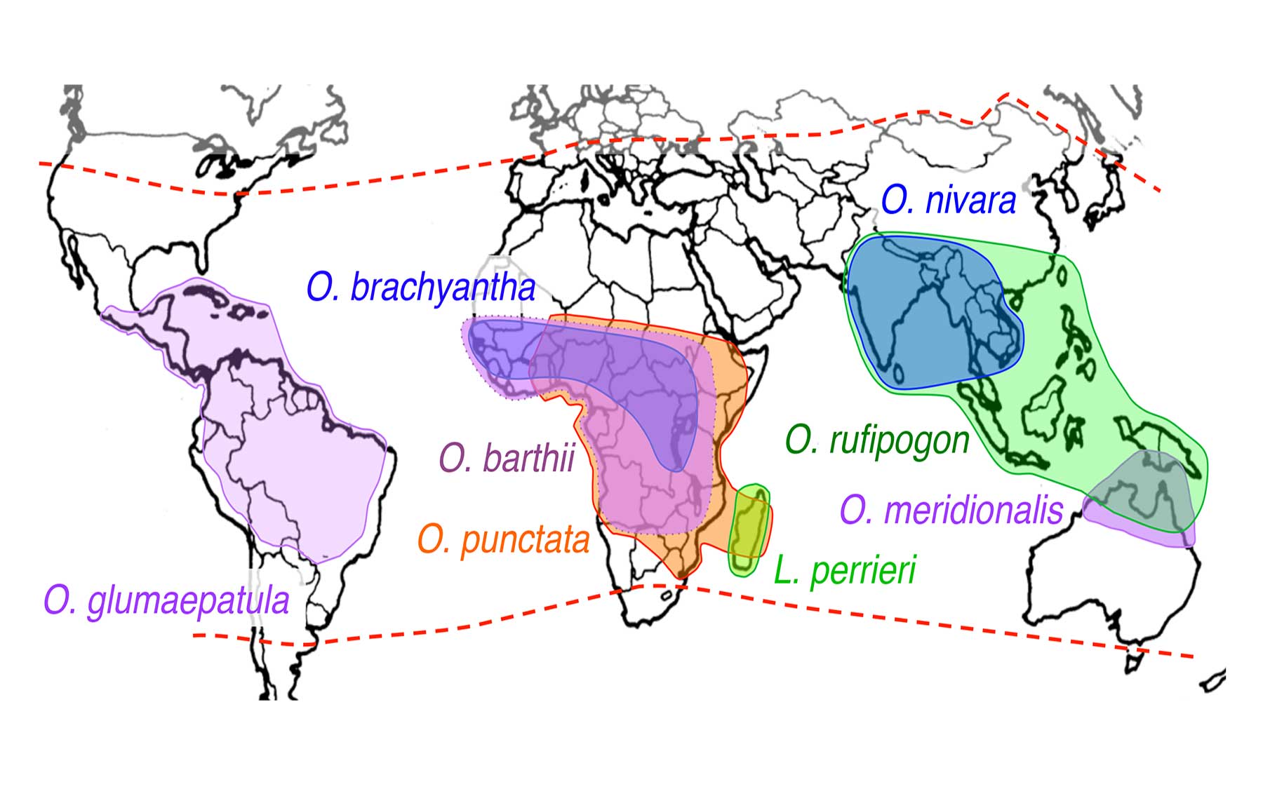 geographic distribution of 13 rice varieties
