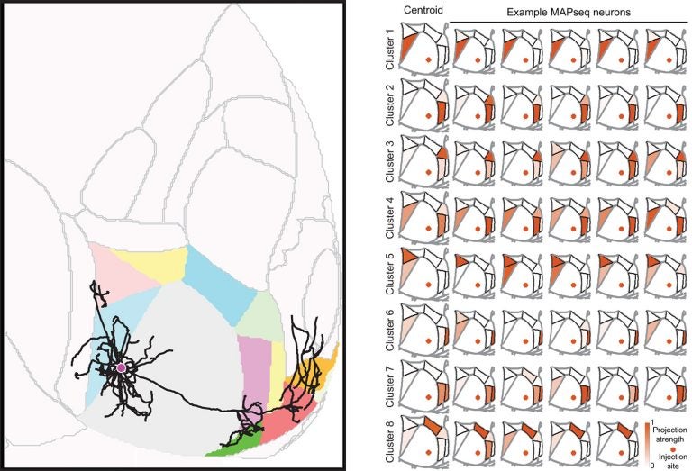 mouse brain neuron mapping comparison