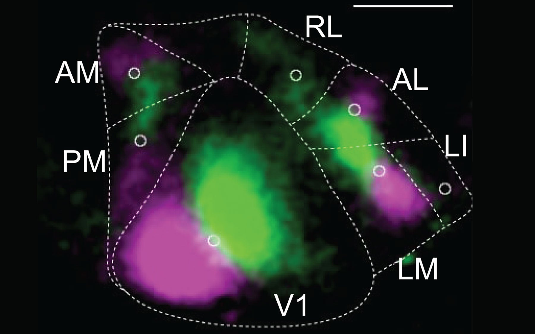 mouse primary visual cortex