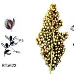 sorghums grains