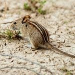 African striped mouse