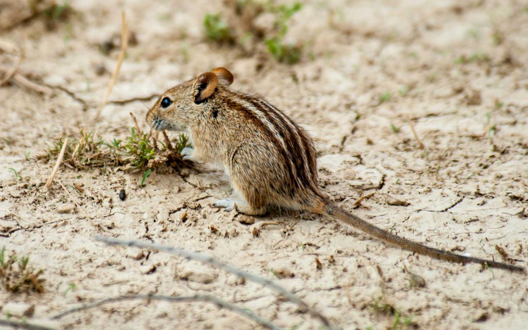 African striped mouse