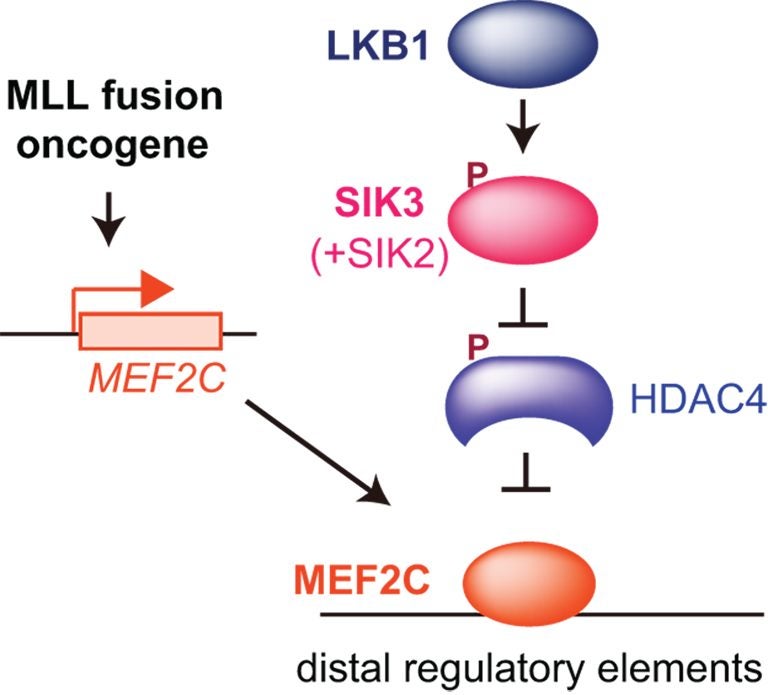 MEF2C protein