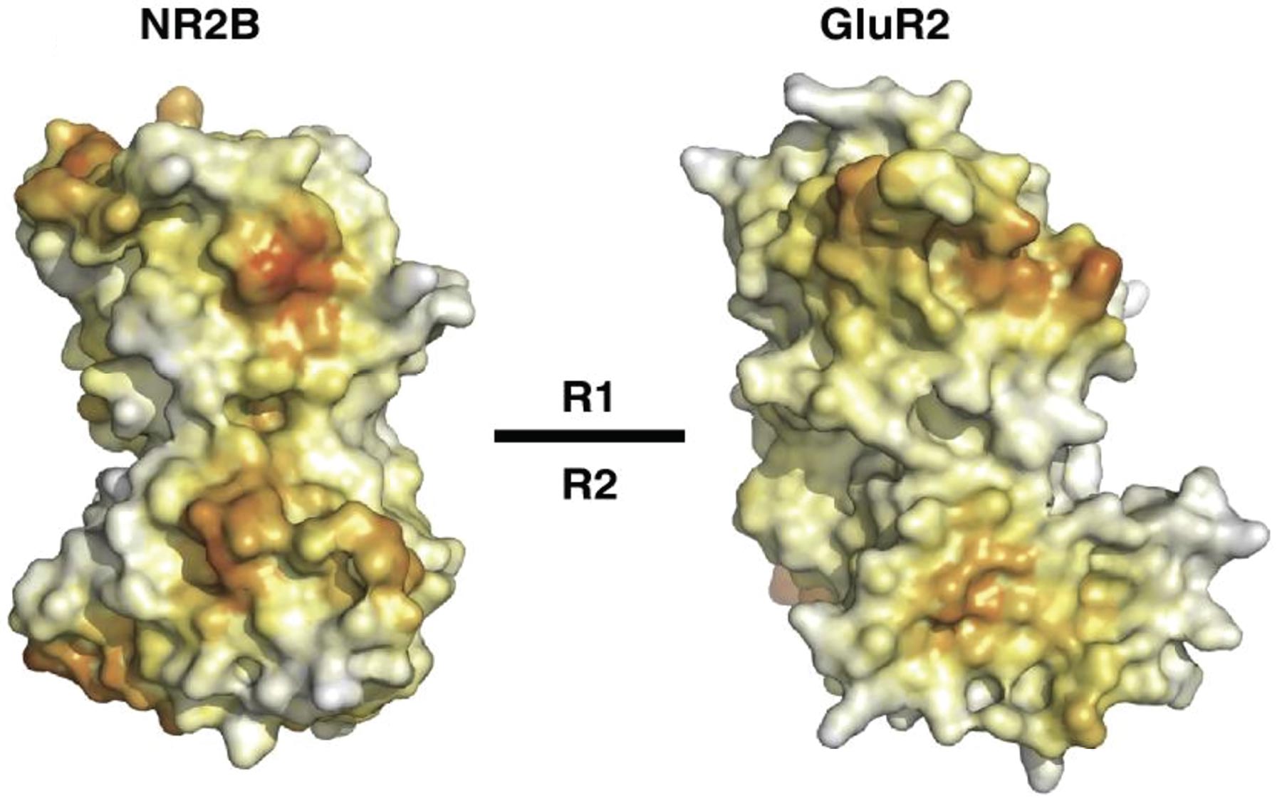 NR2B ATD surface