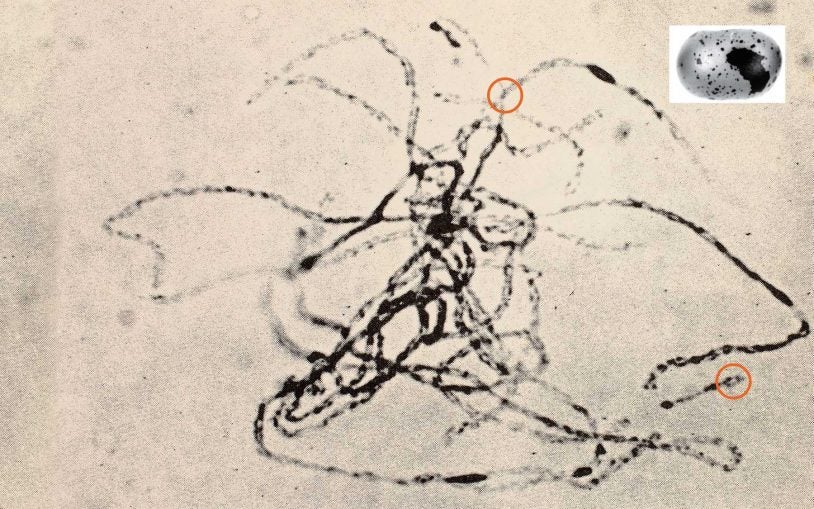 One experiment: McClintock’s historic discovery