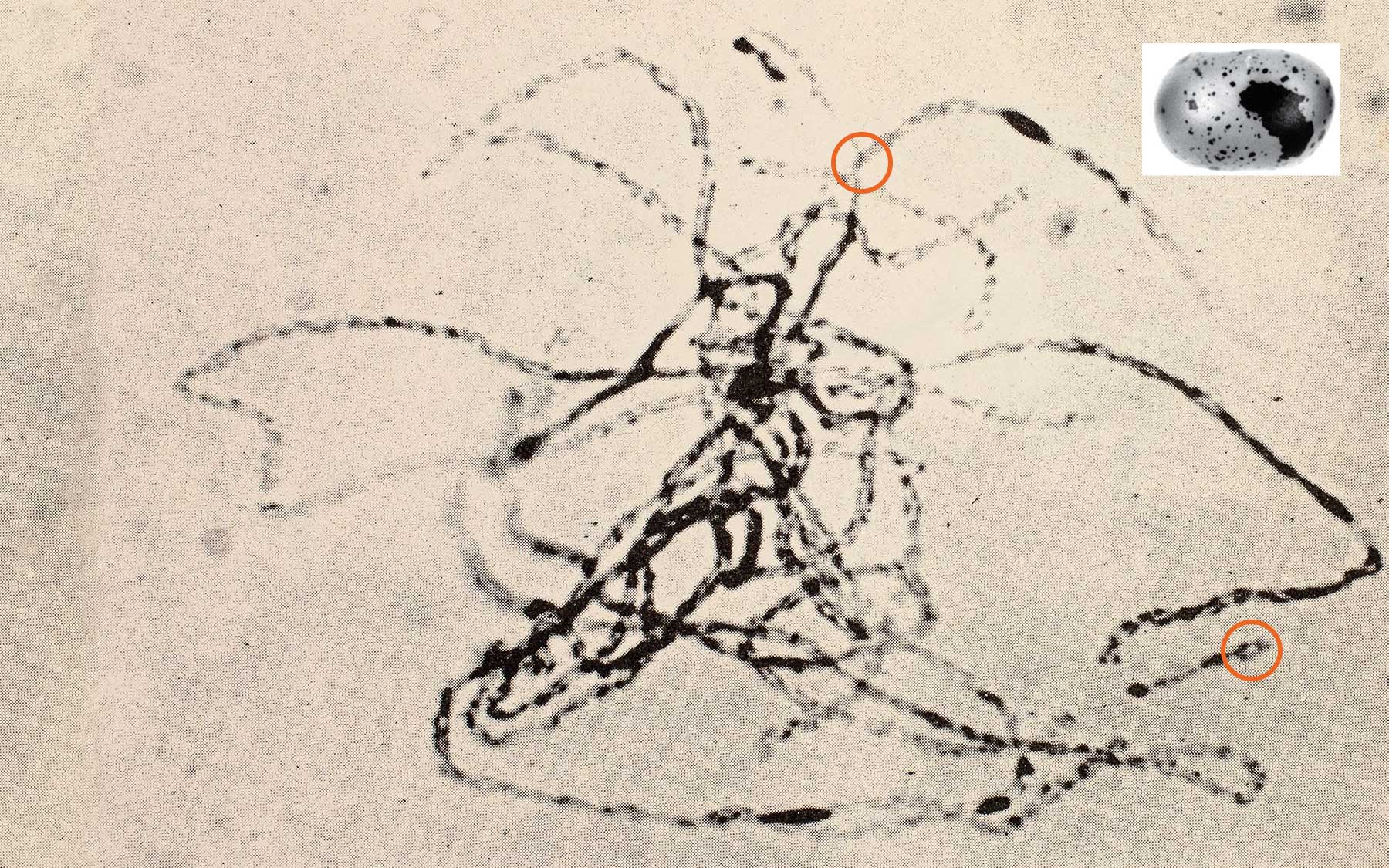 maize chromosome