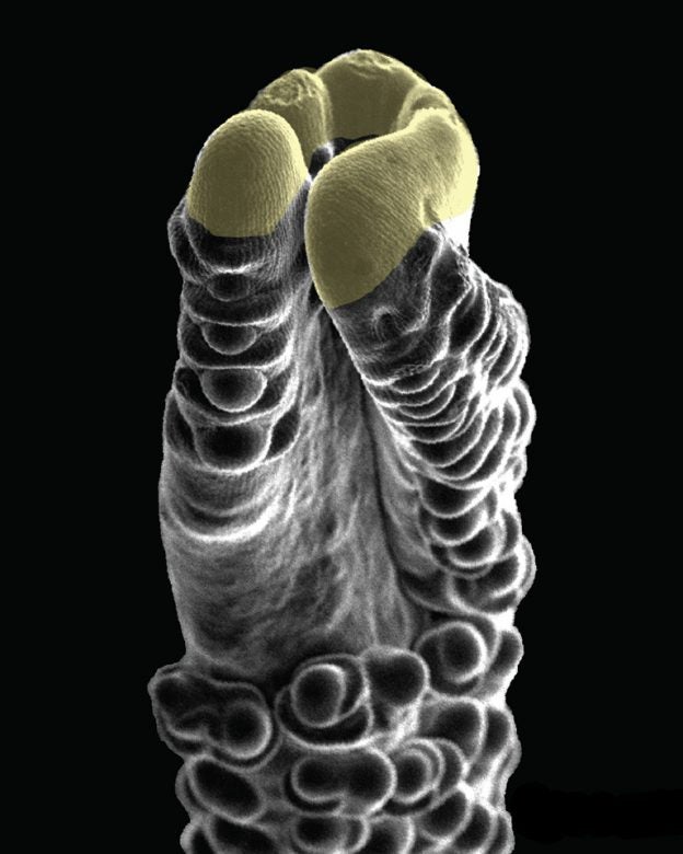 Unique communication strategy discovered in pathway controlling plant