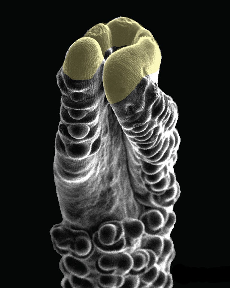 mature maize ear with a mutation