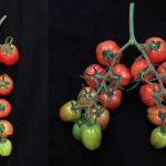tomato comparison