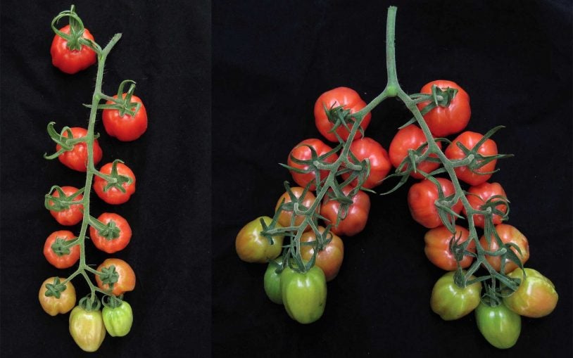 One experiment: Twice the tomatoes