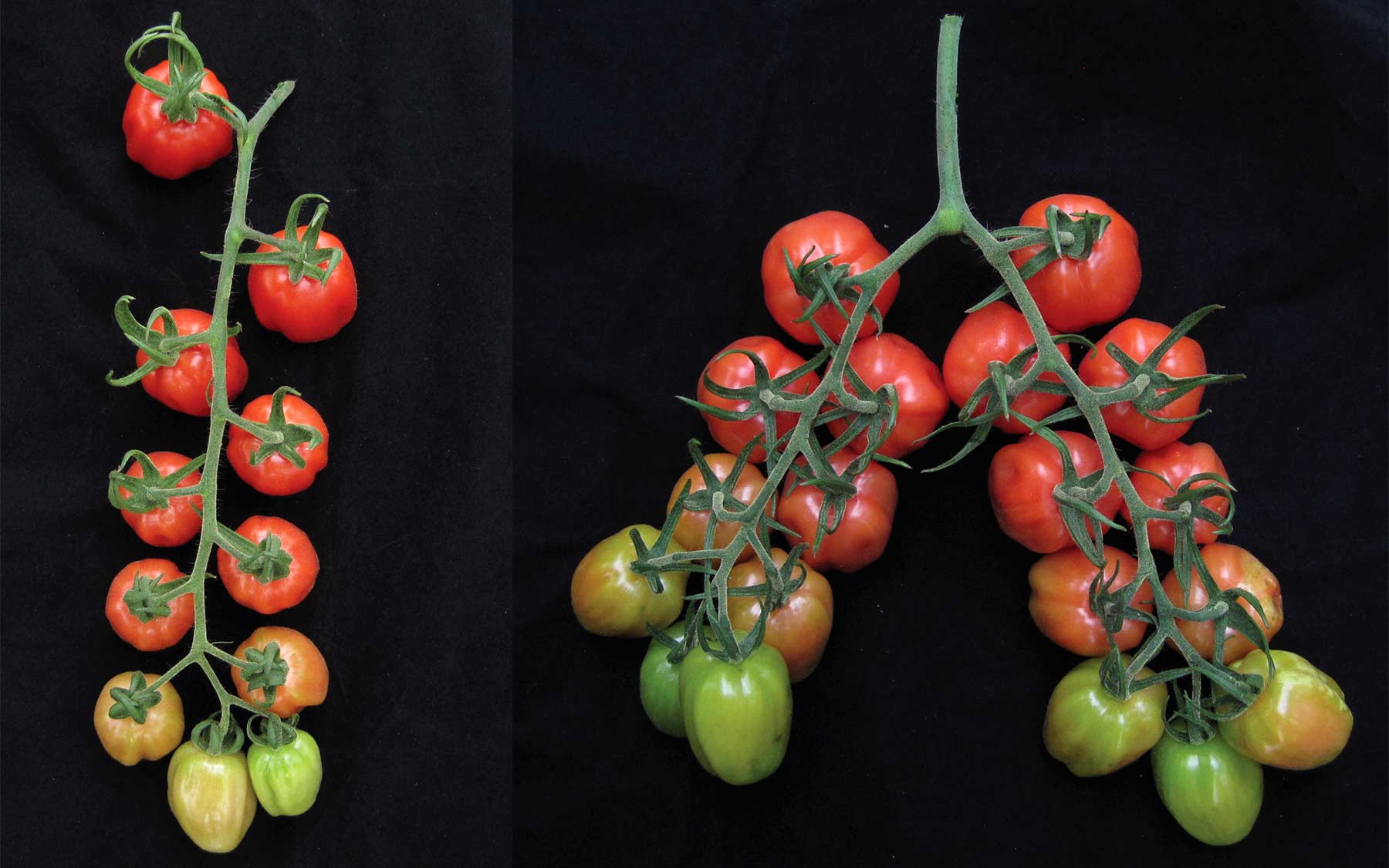 tomato comparison