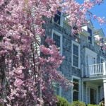 Flowers, Williams House Spring 2018