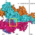 structure of NMDA receptor